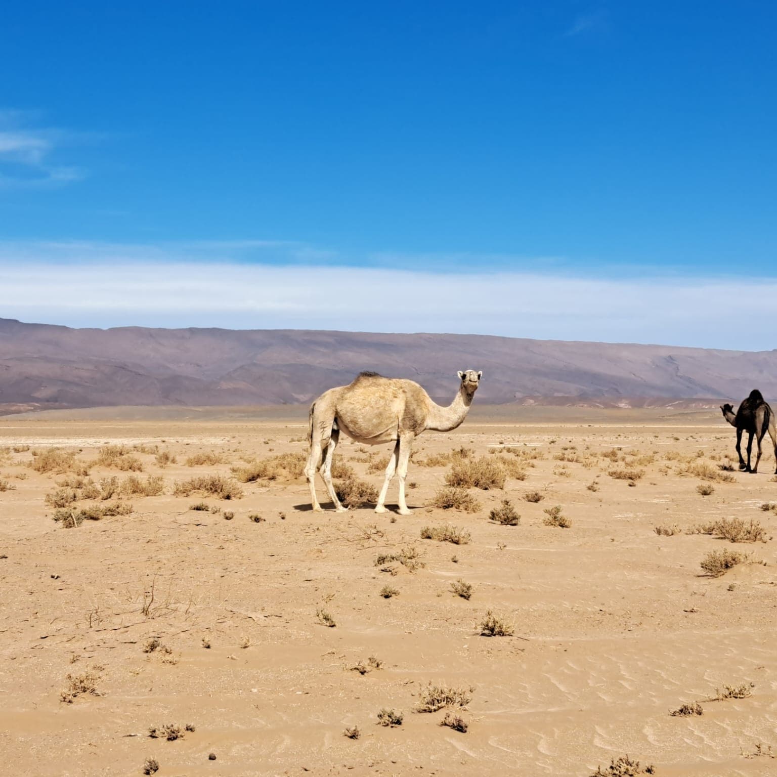 Le roi du desert